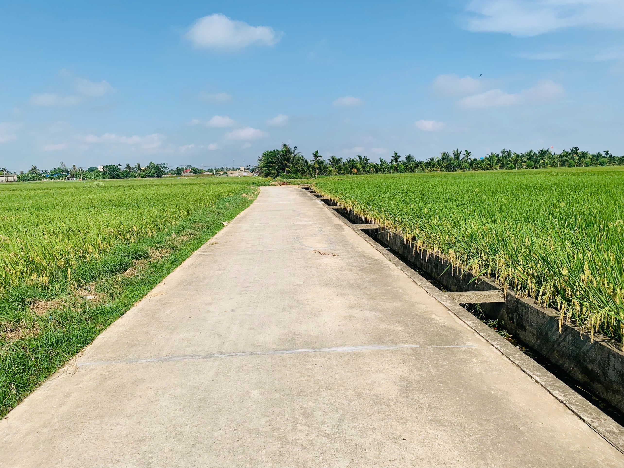 Tiếng gọi từ quê hương
